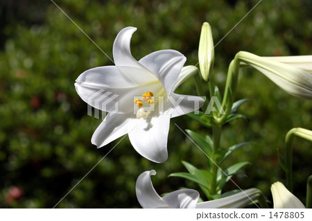 white lily, purity, white