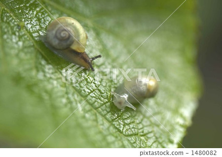 snail, cochlear, snails