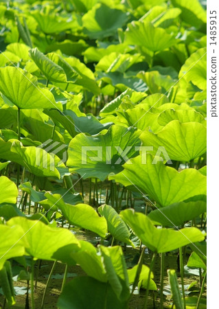 lotus leaf chicken,chickentikka lotus leaf, green leaves, green