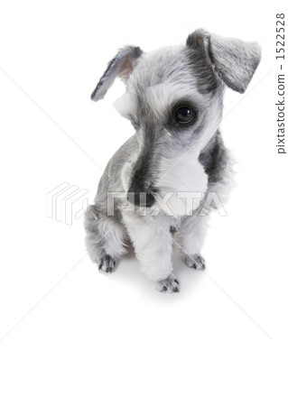 stock photo: mustache, whisker, silver