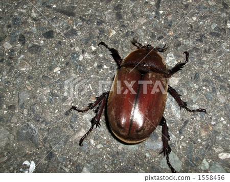 stock photo: rhinoceros beetle, beetle, insect