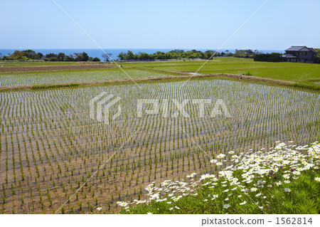 paddy, rice plant, sea life