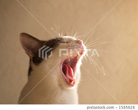 图库照片: 打呵欠的猫