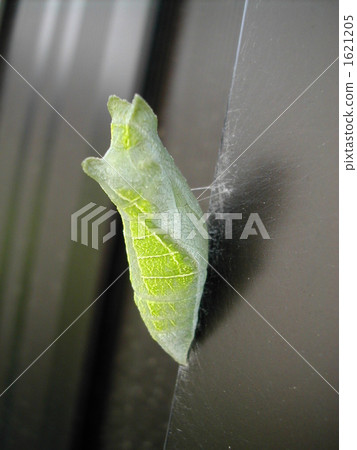 stock photo: pupa, chrysalis see all