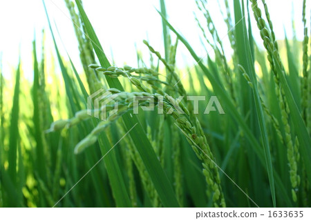 stock photo: paddy, rice plant, foliage