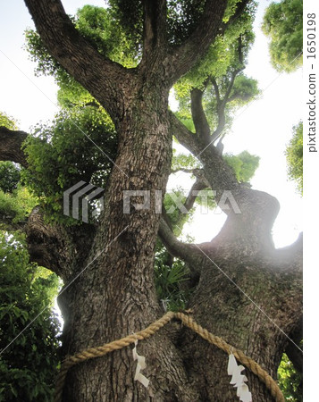 stock photo: sacred tree, camphor, camphor tree