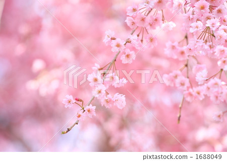 photo : double weeping cherry trees, double weeping cherry tree