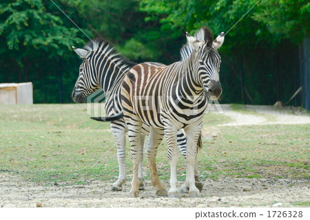 stock photo: two zebras