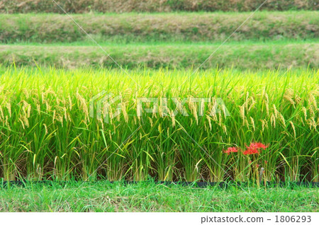 stock photo: paddy, rice plant, ear of rice