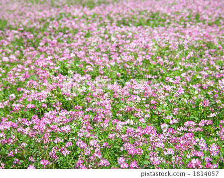 花朵 植物相 场的中国黄芪属植物