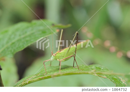 phaneroptera falcata, locust, insect locust