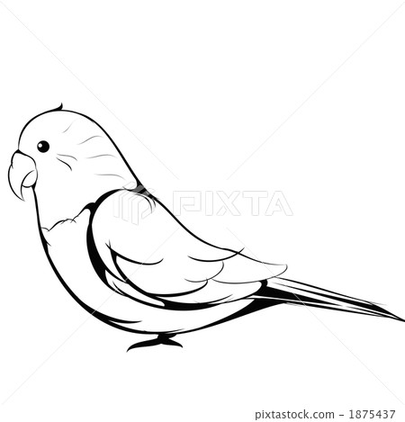 图库插图: sekisei长尾小鹦鹉(画线)