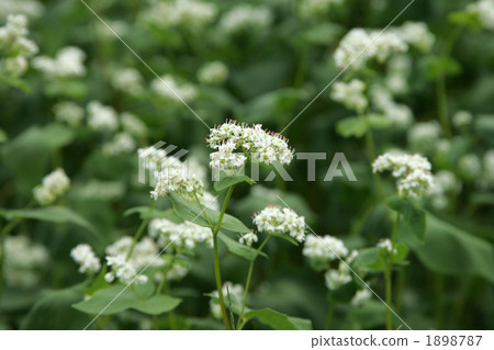 stock photo buckwheat flowers