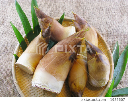 bamboo shoots, edible bamboo, fresh