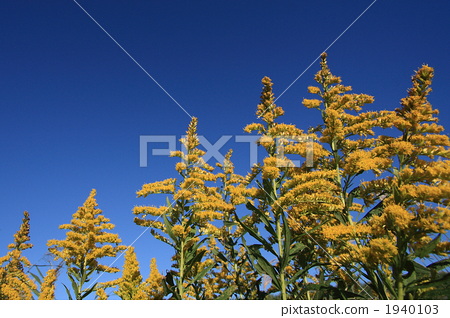 canada goldenrod, solidago canadensis, blossom