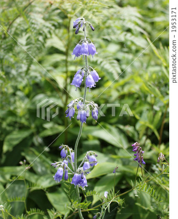 botanic, adenophora triphylla, adenophora triphylla var.