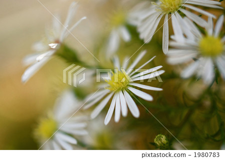 图库照片 米迦勒雏菊 植物 植物学