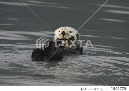 sea otter, alaska
