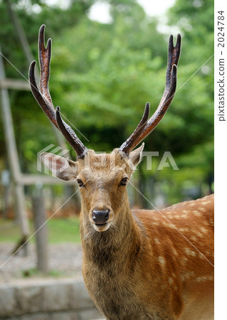 animal/bird land_animal deer photo stag home photo animal/bird