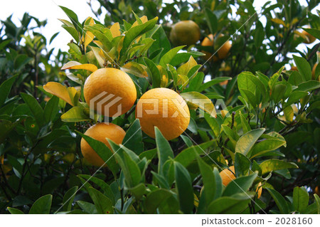 柑是什么水果_柑桔类水果都有哪些_柑类水果有哪些