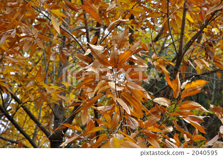 图库照片 树·栎属serra