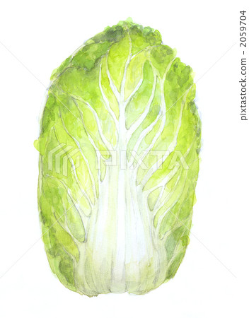 napa cabbage, food, sustenance