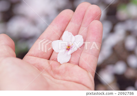 图库照片: 花瓣 手 花朵
