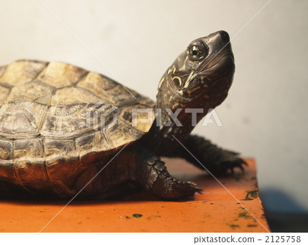 stock photo a turtle