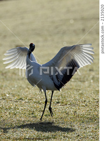 cranes, red-crowned crane, japanese crane