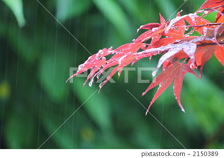 图库照片: 枫叶在雨中