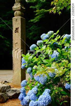 绣球花 浮屠 佛塔