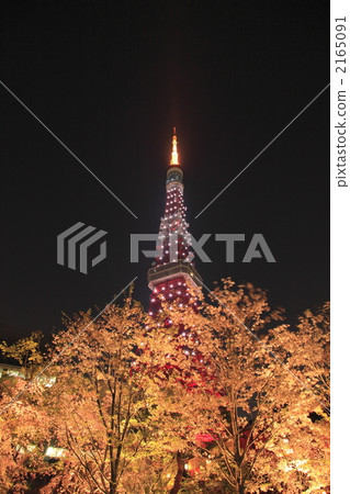 东京铁塔 樱花 夜景