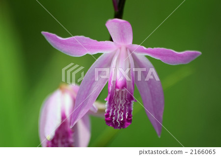 图库照片 紫色兰花 白芨 植物