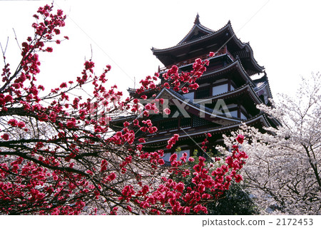 stock photo: cherry blossoms, peaches of kyoto fushimi-manshan