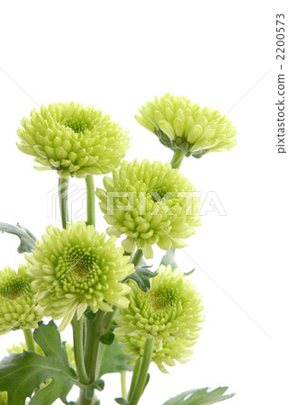 spray mum, yellow-green, chrysanthemum