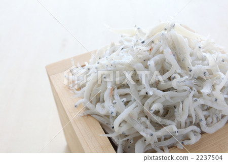 图库照片 银鱼 壤土 鱼白