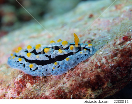 photo : sea slug, nudibranch, mollusk