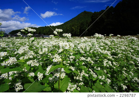 照片素材(图片 荞麦花 荞麦田 花园