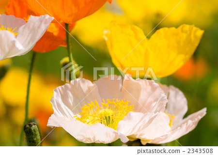 iceland poppy, flower, flowers