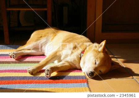 shibainu, shiba-inu, brushwood dog