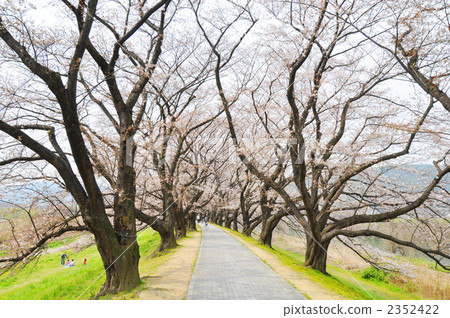 photo : row of cherry trees, sakura, cherry tree