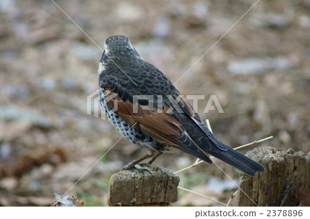 dusky thrush, thrush, small bird