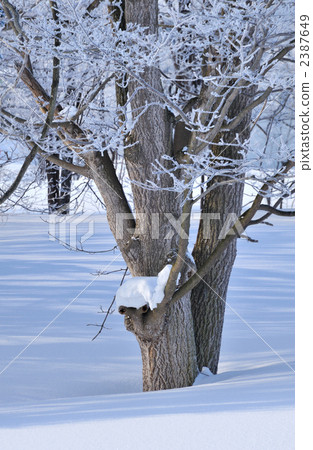 stock photo: snow scene, rime, winter grove