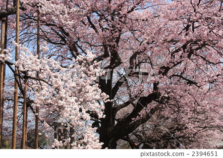 edohigan cherry tree, cherry tree, sakura