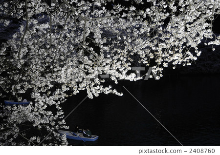 stock photo: cherry blossoms at night, cherry trees in the