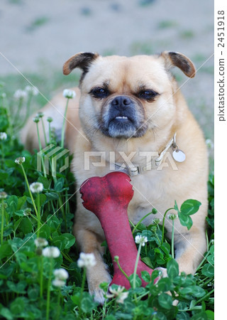 mixed breed dog, animal horn, hybrid