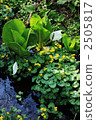 asian skunk cabbage, spathe, white