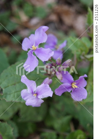 stock photo: orychophragmus violaceus, daikon flower