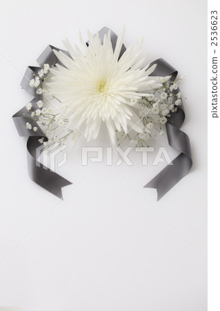 图库照片: 白菊花 菊花 花道