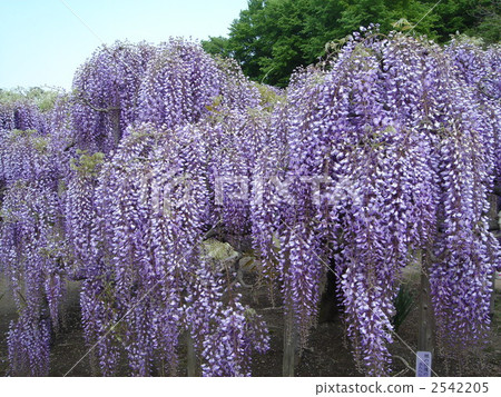 照片素材(图片 日本紫藤 紫藤花架 紫藤